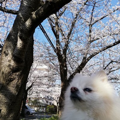 chibiyuki_hrokm's profile picture. FP2, 3級/ Python3エンジニア認定基礎, データ分析/ Java_SE8_Gold, Silver, Bronze/ ITパスポート 【失効】AWS_SAA/ 個人情報保護士【化石】MOSMaster2003
【大好き】あんこ(15歳8か月と3日 2025/06/17永眠)