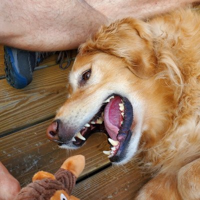 Comp Sci student with a focus in CyberSec. Please send me pictures of your pets it is highly important. Google thinks I'm hispanic (I'm not)
They/Them