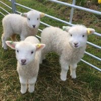 l a m b i e ☁️ (@forestdaycare) 's Twitter Profile
