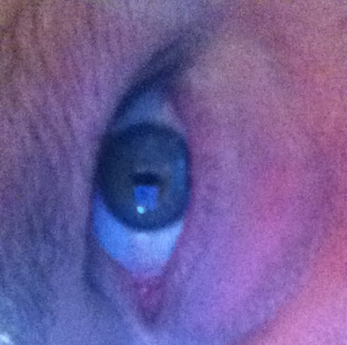 nenquerpache's profile picture. 