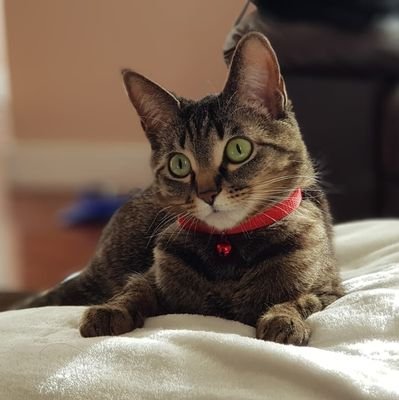 ItzRida's profile picture. 〚 🌙 〛
she/her