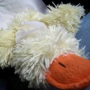 Jane Robin (she/her) - @jane_robin - Twitter