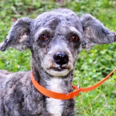 GracieYoda's profile picture. Winter Is Here  ❄️