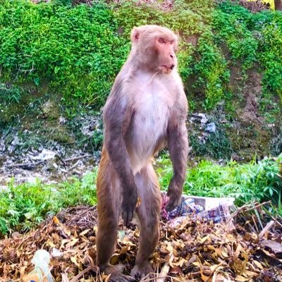 MedtechStealth's profile picture. Nomad_Free_thinker_krantikari_Urban Villager