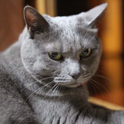 neconeco_azarac's profile picture. ドラッグストアをＤＳと呼びます。ＤＳ大好き。猫ひいきの動物好き。マヌルネコびいき。ワカサギ初心者(道央)