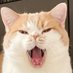 고양이 카롱과 요정집사 (@nyaacaron) Twitter profile photo 고양이 카롱과 요정집사 (@nyaacaron) Twitter profile photo