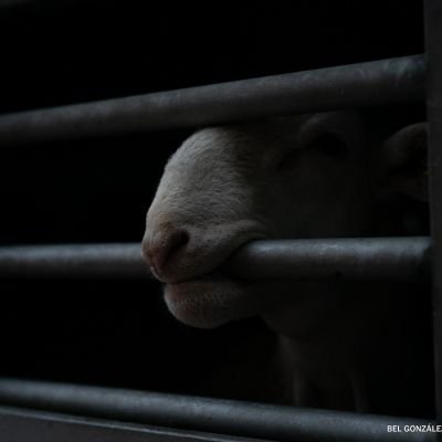 Activista por la Liberación Animal.  Fotógrafa. Periodista.