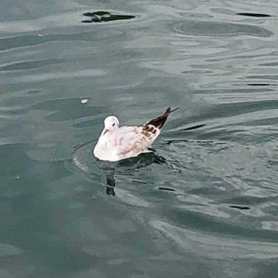 quando_dove's profile picture. 