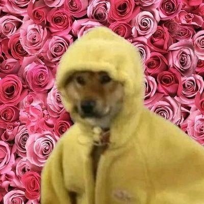 neffeallerbabas's profile picture. kolleg von deno (kein kurd)