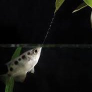 Asstralia (@abdebby1) 's Twitter Profile