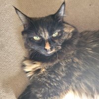 Lunar Cat (@lunar_cat_cat) 's Twitter Profile Photo