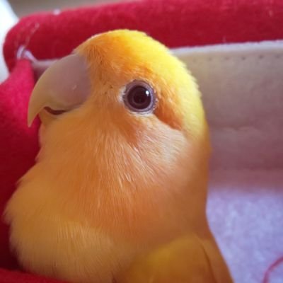 大事な家族コザクラインコの春ちゃん🐥❤️❤️動物大好きです☺️無言フォローすいません。