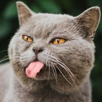Peter (@petermieze) 's Twitter Profile