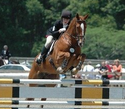 Proven eventers & event prospects for sale. Please send a direct msg. or tweet if you have a high quality horse for sale or a wanted ad you would like shared.