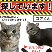 コア🐈⬛迷子猫 (@corechan0201) 's Twitter Profile