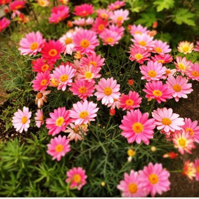 applemma_o's profile picture. 