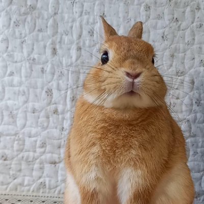 🐇うさぎYoutuber🐰ぽっぷ♂2018/4/6|うさぎと暮らして20年の夫婦で活動中☕️うさぎさんのための手作りおやつ屋さん|おやつのご注文&最新うさぎ動画・各SNSはこちら🐇↓↓