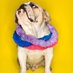 Great Iowa Pet Expo (@greatiowapetexp) Twitter profile photo Great Iowa Pet Expo (@greatiowapetexp) Twitter profile photo