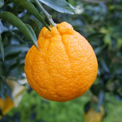 minori_sono's profile picture. 