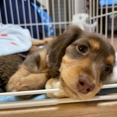 kina_komugi's profile picture. 