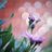 bokeh_es's profile image
