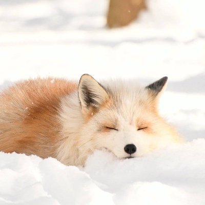 樊偌さんのプロフィール画像