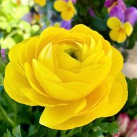 𓈒ꕤ 𝑙𝑖𝑙𝑦 ꕤ𓈒𓂃𓈒𓏸🌸🌷🌼 (@happyyutayuri52) Twitter profile photo