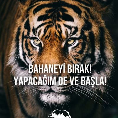 FidanAysim's profile picture. 