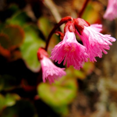 asamaiwakagami2's profile picture. 長野県東信地域に住み、浅間火山や北八ヶ岳、時に奥秩父の山々の自然を愛し、地学大好き(地質・気象・天文)な６６歳。星空案内人資格を取得、日本野鳥の会軽井沢支部会員。ラジオを生活の友とし、Ｓ＆Ｇが音楽のベース！山下達郎(FC)と竹内まりやの音楽に陶酔！二人の孫娘に囲まれながら、日常の気象や地元ネタを発信中！