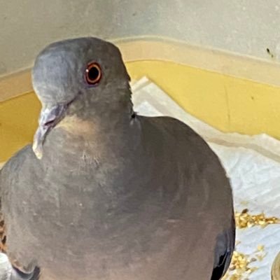 dedeppo_8103's profile picture. そうだ　ハト、撮ろう。
撮影はスマホ or COOLPIX P950です。
ハト以外も撮りますよ🕊
最近は農業もやってるのでこちらについても🍅🍆🥒