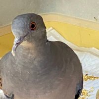 通りすがりのデデポ (@dedeppo_8103) 's Twitter Profile