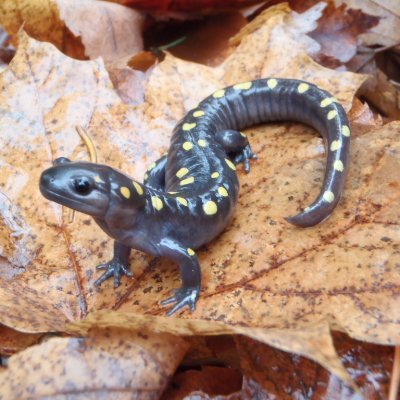 The Michigan Vernal Pools Partnership's mission is to increase awareness, understanding, and protection of vernal pools.