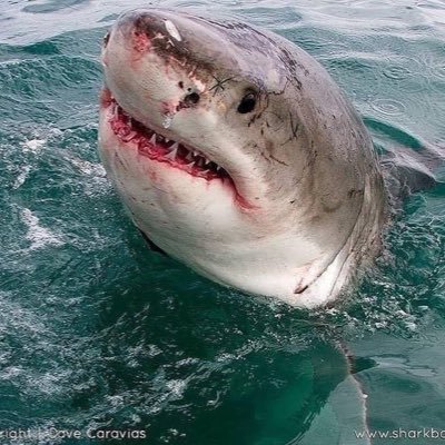 burchsted's profile picture. 