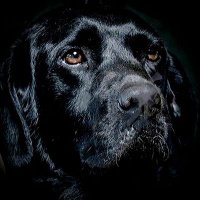 Key West The Dog(@KeyWestTheDog) 's Twitter Profile Photo