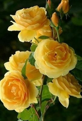 tonywar38173506's profile picture. Une vaste gamme de conseils pour la santé et vie humaine.