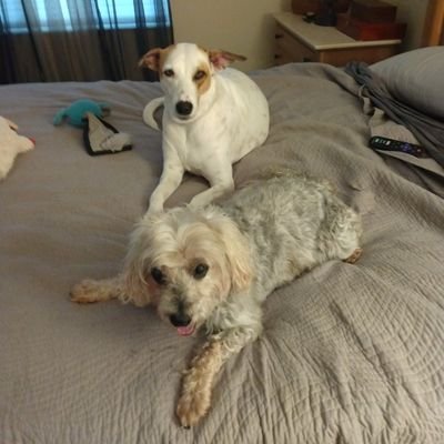 3 months old when mom saved me in 2008, I crossed the bridge on 4/26/
23. My sisfur ShaynaRose is a Bahamian Potcake from St.Kitts. #BTPosse #ZSHQ #BBOT