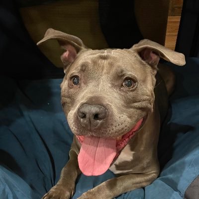 Bluesealtrading's profile picture. ES/VX/YM futures trader blending probability-based strategies with Numerology & Cardology to understand the ever-changing market.