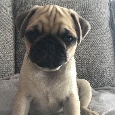 Arianar11225066's profile picture. Charli