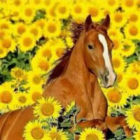 UNIVERSOEGRATIDAO🇧🇷❤️🙏 ❤️universe god (@universodeusg1) 's Twitter Profile