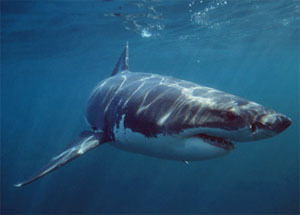 Hey I'm Bob the False Bay Shark. Some of my hobbies are swimming and eating. I also enjoy fishing and going to the beach!