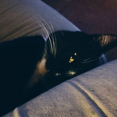 котенька Рил 🕊️さんのプロフィール画像