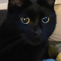 Cynthia Perrett (@perrettcynthia) 's Twitter Profile