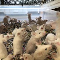 伊香保レップフードサービス🐁🐥🦗　エキゾチックアニマル専用、国産フードの総合デパート🏬(@ikahorepfood) 's Twitter Profile Photo