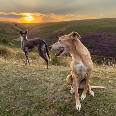 lurcherwork Profile Picture