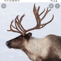 Le Dernier Caribou (@cariboudernier) 's Twitter Profile