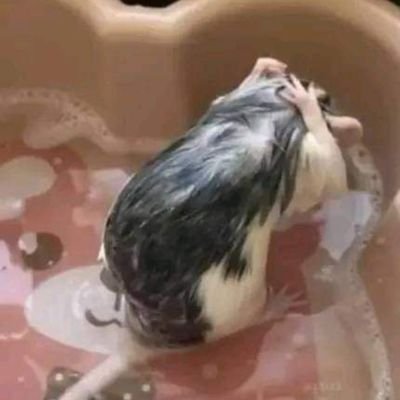 Pooolvora1's profile picture. 