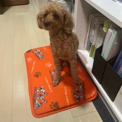 hareo136's profile picture. アルビレックス新潟関東サポ。近々新潟にUターン予定。無言フォロー失礼します。仕事関連にもいいねします。