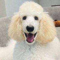 ベルとブチコ(飼い主) (@bell__stanp) 's Twitter Profile