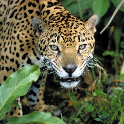 Panthera Onca