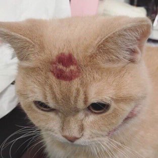 MiniMochaTweets's profile picture. 18 | i like funny post and stuff